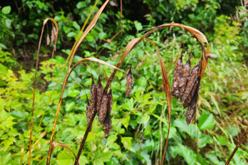 mertens' sedge (Carex mertensii)