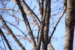 Fringilla montifringilla