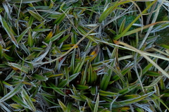 Astelia linearis