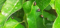 Freudeita cupripennis