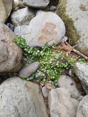 Epilobium nerteroides