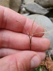 Epilobium nerteroides