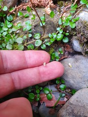 Epilobium nerteroides