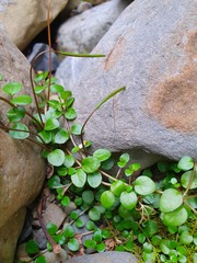 Epilobium nerteroides