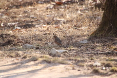 Turdus naumanni