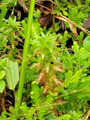 Water Star Grass (Tonina fluviatilis)