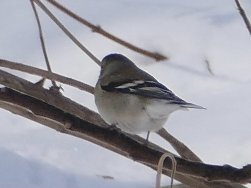 American Goldfinch (Spinus tristis), photo 3