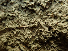 Pannaria allorhiza