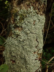 Pannaria allorhiza