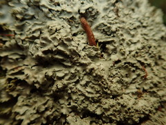 Pannaria allorhiza