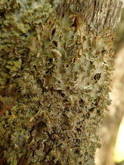 Pseudocyphellaria wilkinsii