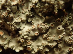 Pannaria allorhiza