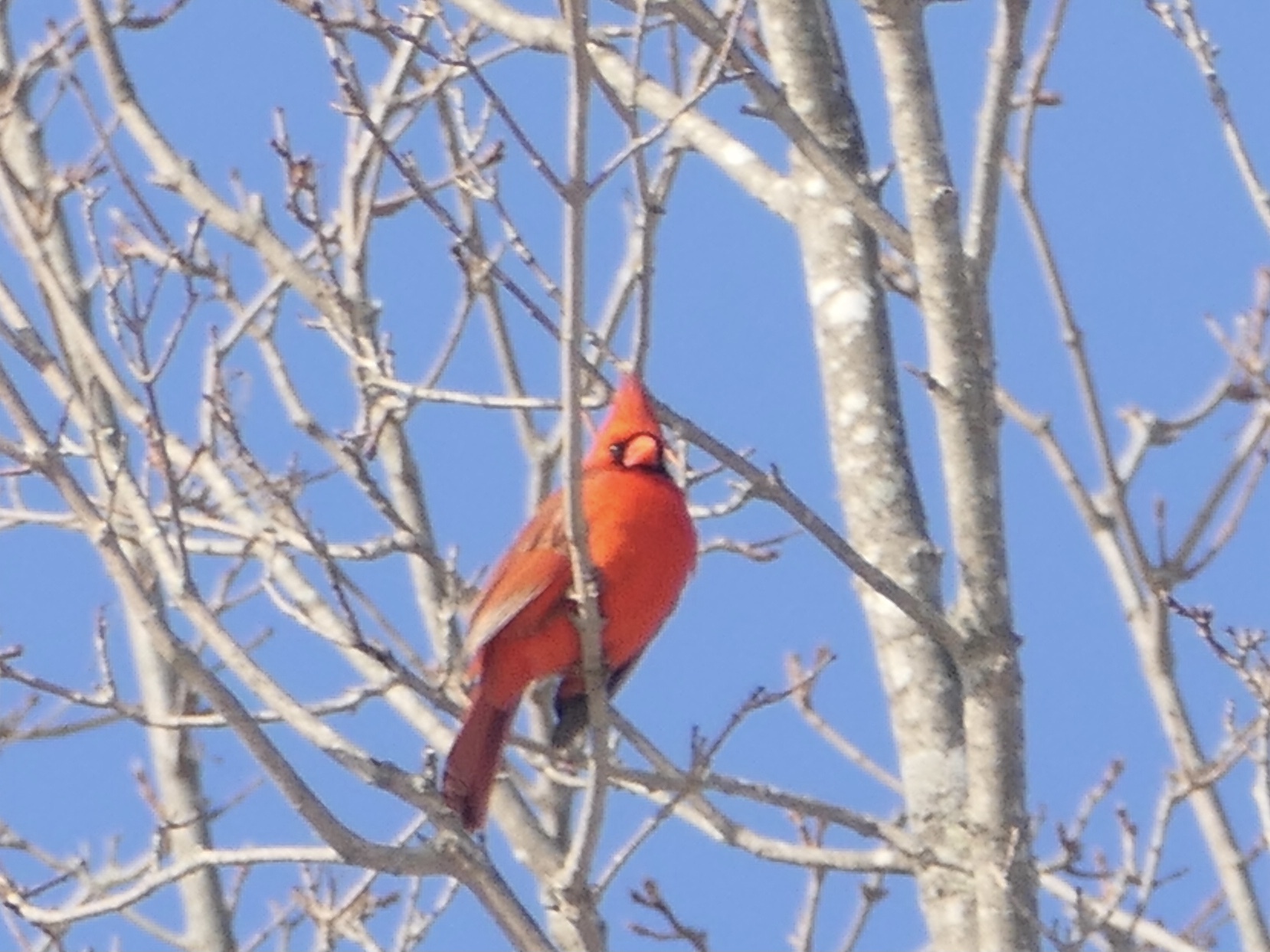 Northern Cardinal (Cardinalis cardinalis), photo 9