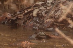 Gallinago solitaria