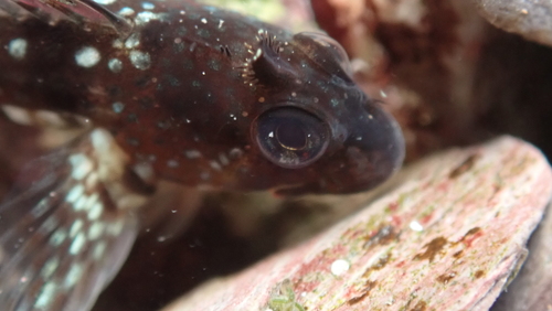 Montagu's blenny (Coryphoblennius galerita) — Blenniidae
