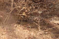Gallinago solitaria