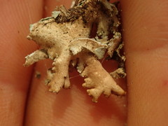 Pseudocyphellaria wilkinsii