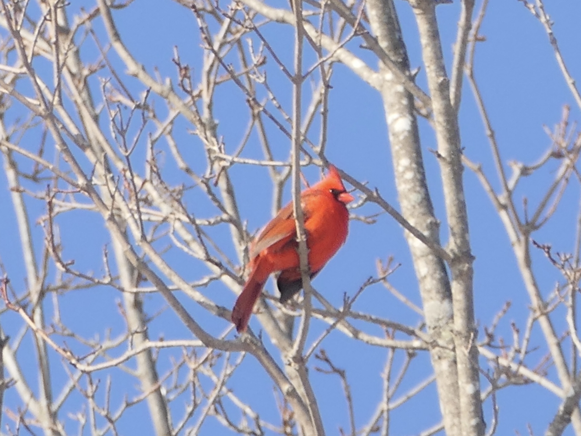 Northern Cardinal (Cardinalis cardinalis), photo 8