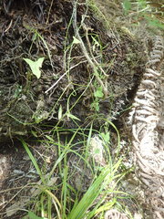 Calystegia marginata