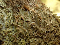Pseudocyphellaria wilkinsii