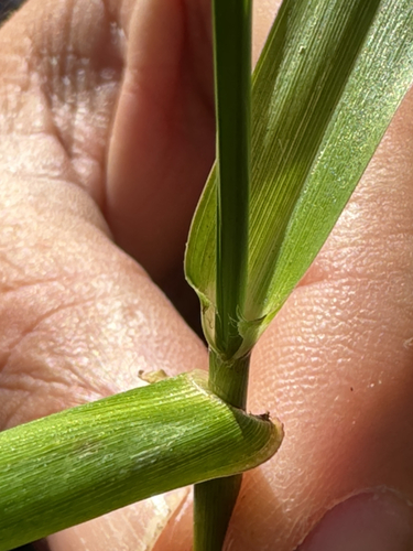 Olive hymenachne (Hymenachne amplexicaulis)