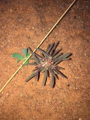 Gisekiaceae