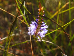 Micranthus filifolius
