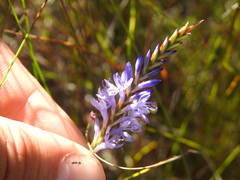 Micranthus filifolius