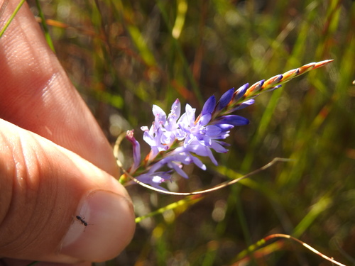 Image of Micranthus filifolius by (c) Matthew Fainman, some rights reserved (CC BY)