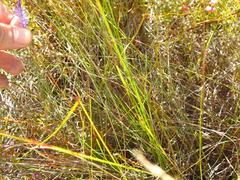 Micranthus filifolius