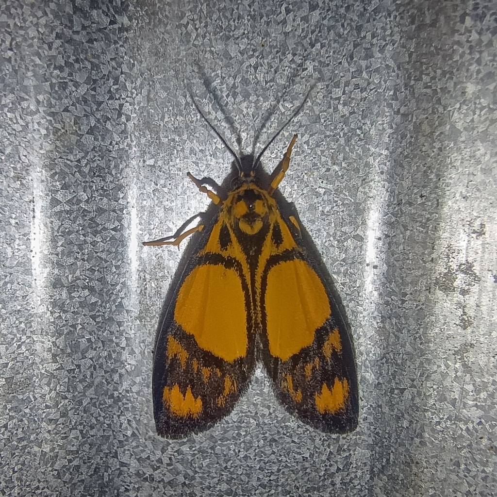 Asura pseudojosiodes (Asura pseudojosiodes)