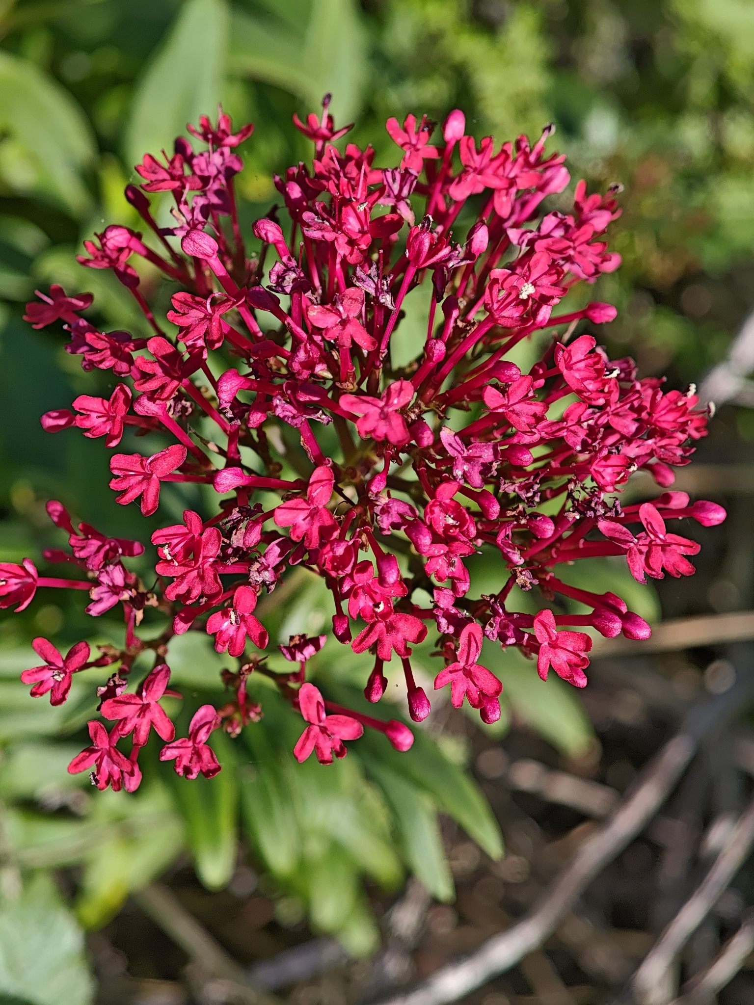 Red valerian