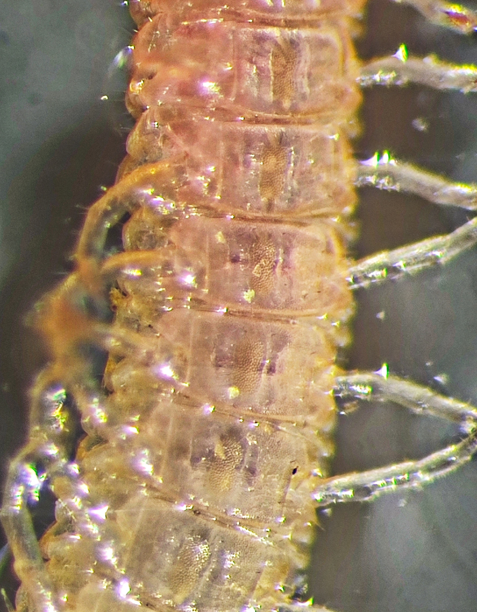 Henia bicarinata Meinert, 1870