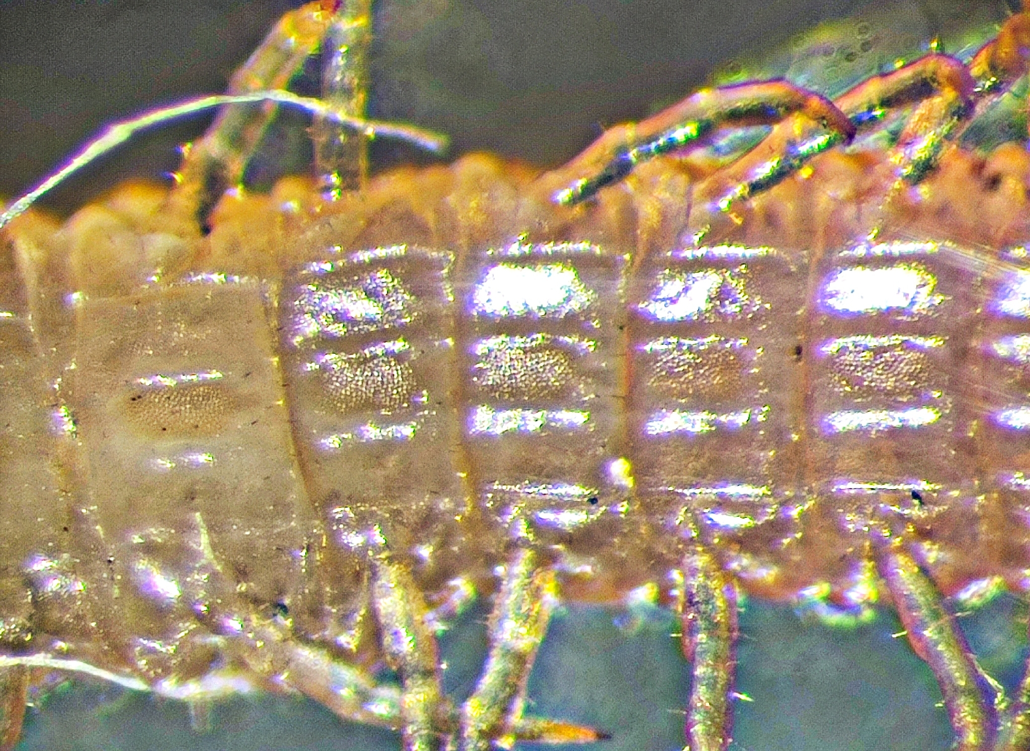 Henia bicarinata Meinert, 1870