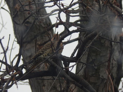 Colaptes auratus auratus