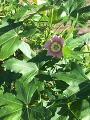Malva assurgentiflora glabra