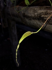 Bulbophyllum contortisepalum