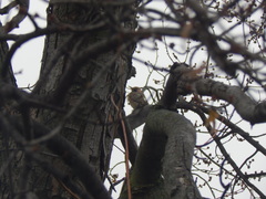 Colaptes auratus auratus