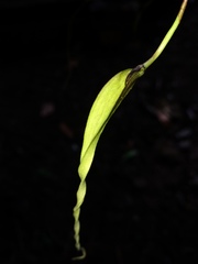 Bulbophyllum contortisepalum