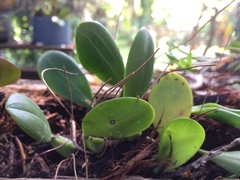 Bulbophyllum contortisepalum
