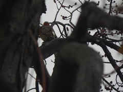 Colaptes auratus auratus