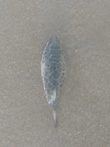 Sphoeroides testudineus