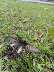 Papilio thaiwanus