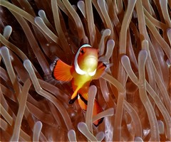 Amphiprion ocellaris