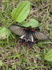 Papilio thaiwanus