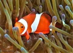 Amphiprion ocellaris