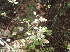 Alseuosmia banksii banksii