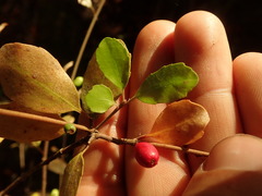 Alseuosmia banksii banksii
