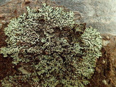 Menegazzia eperforata