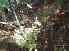 Alseuosmia banksii banksii